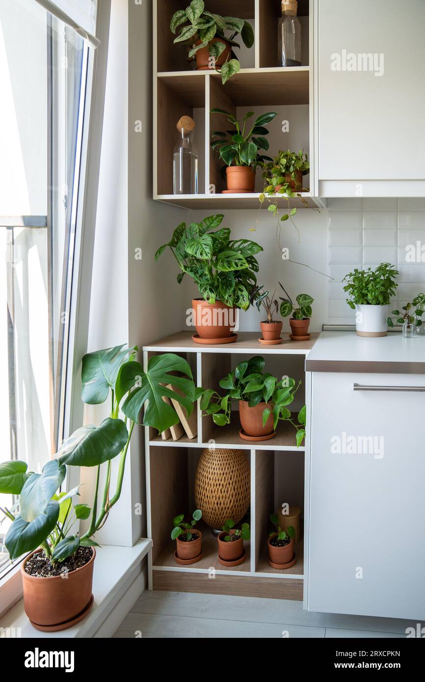 philodendron sodiroi pflege Philodendron sodiroi for sale  My Home Nature