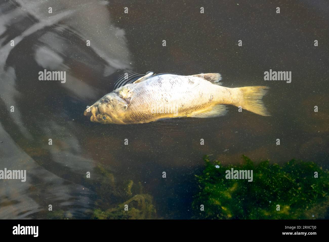 Dead Fish On Floating On The Surface Of A Lake Stock Photo