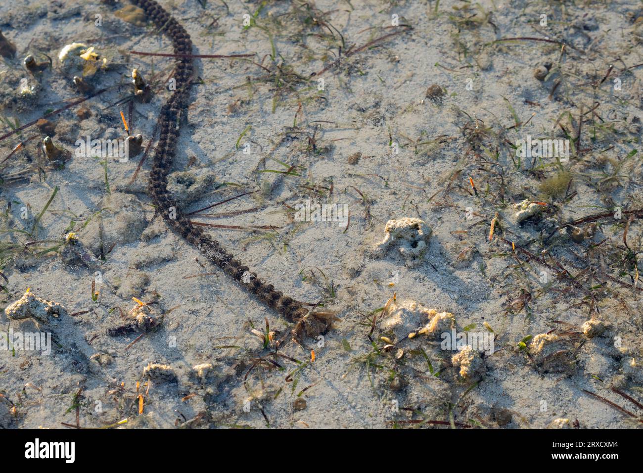 Long Sea worm or sea cucumber in shallow water of Fiji Stock Photo