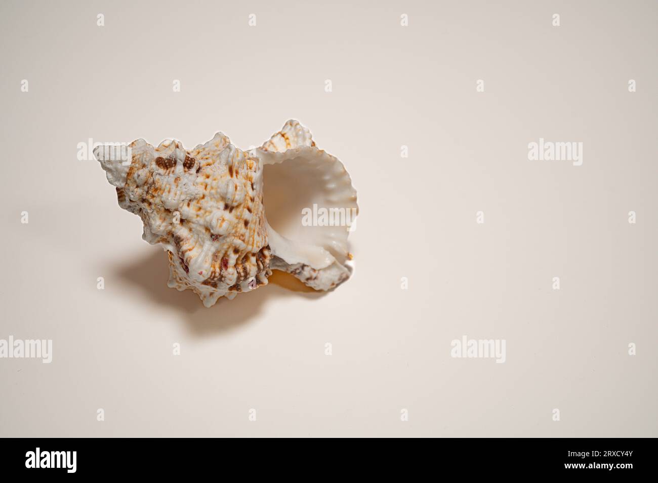 a twisted seashell on a white background Stock Photo