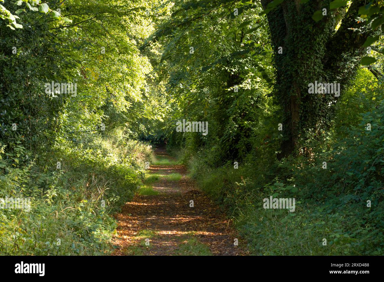 A pleasant Hampshire walk through deserted woodland in late summer, near Malshanger House, Basingstoke. England Stock Photo