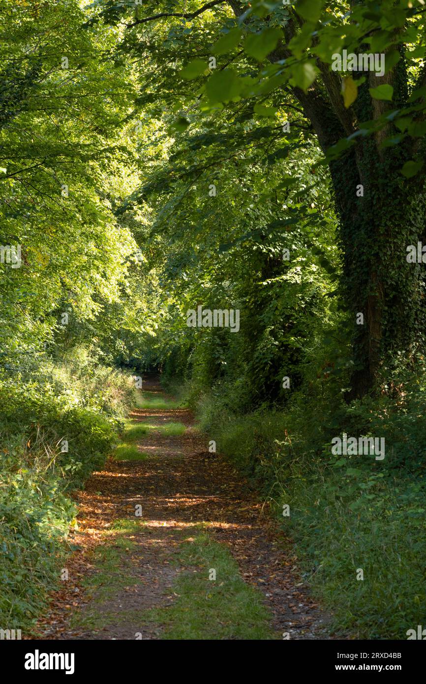 A Hampshire walk through deserted woodland in late summer, near Malshanger House, Basingstoke. England Stock Photo