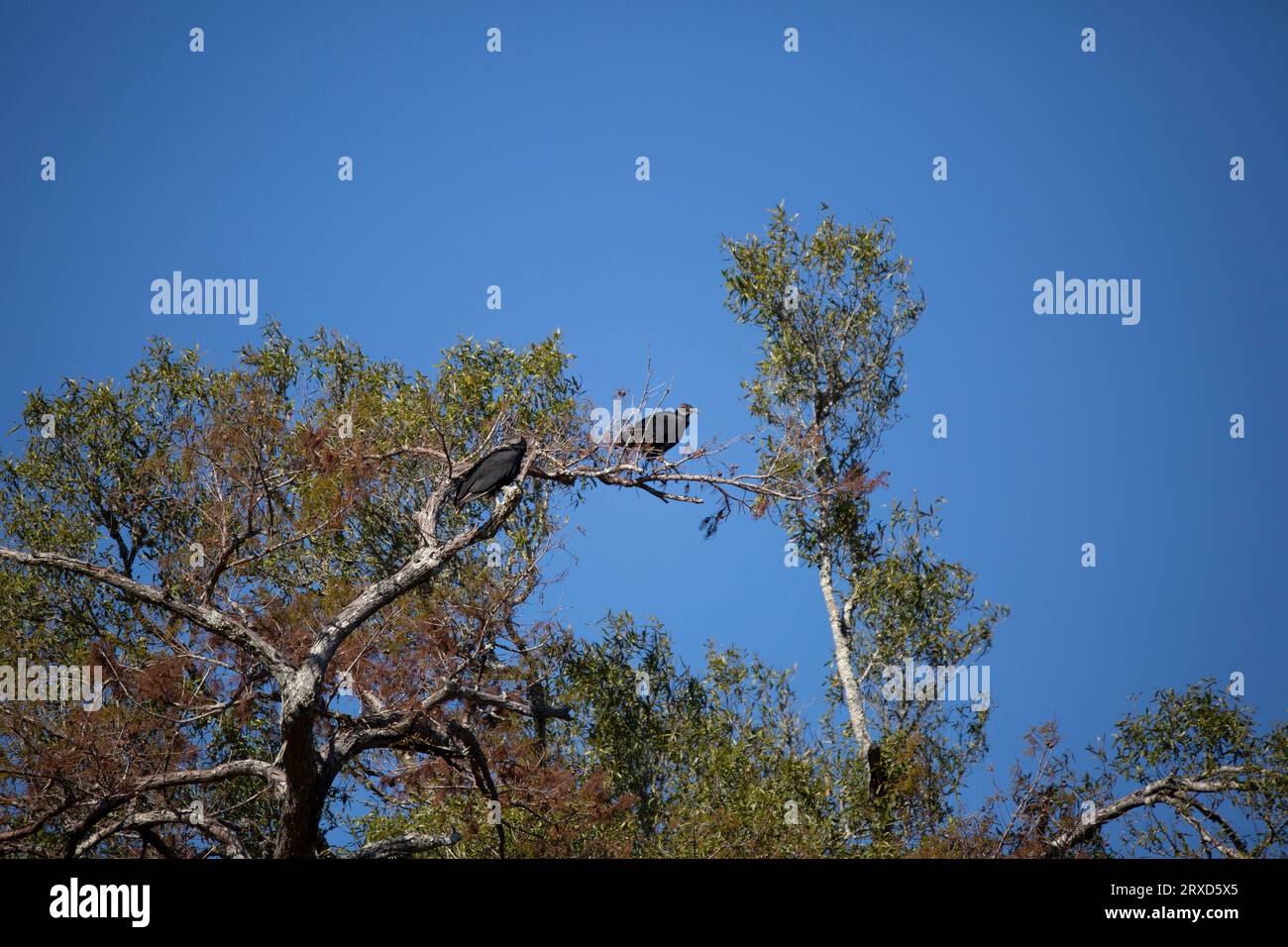 Pair Of Black Vultures (coragyps Atratus) Looking In Opposite 