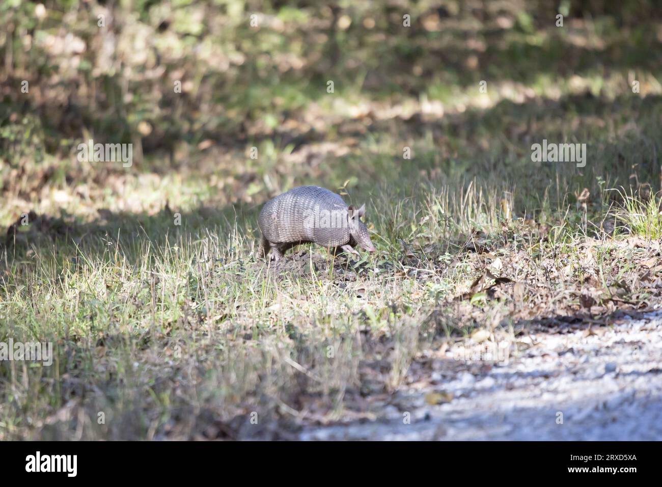 Nine-banded armadillo (Dasypus novemcinctus) hopping over an ant hill, as both its right front and hind feet are visible Stock Photo