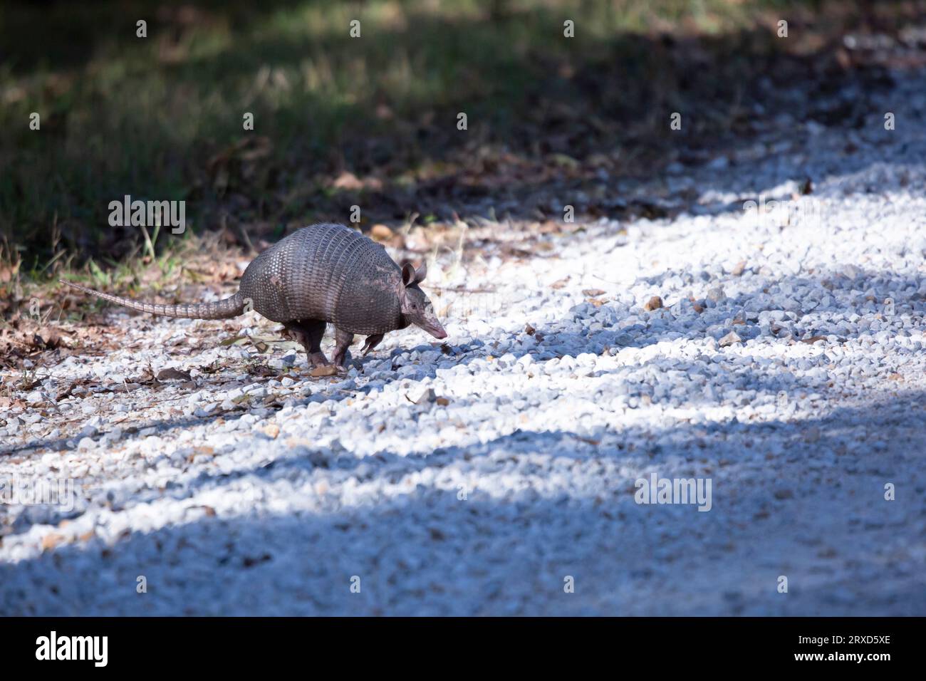 Nine-banded armadillo (Dasypus novemcinctus) hopping across a gravel road with all four feet visible Stock Photo