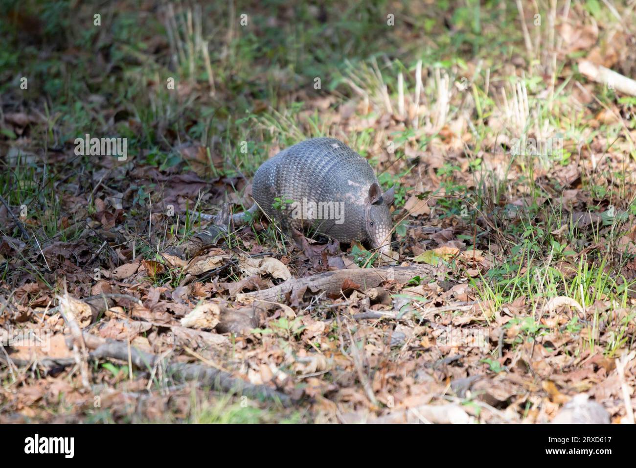 Nine-banded armadillo (Dasypus novemcinctus) with a damaged shell foraging in leaf litter Stock Photo