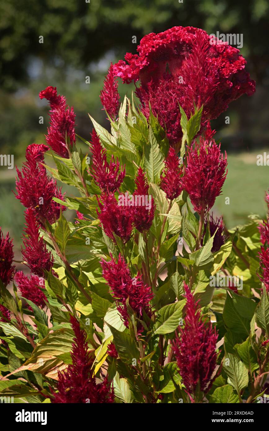 Amaranth is cultivated as leaf vegetables, cereals and ornamental plants in South America. Amaranth seeds are rich source of proteins and amino acids. Stock Photo