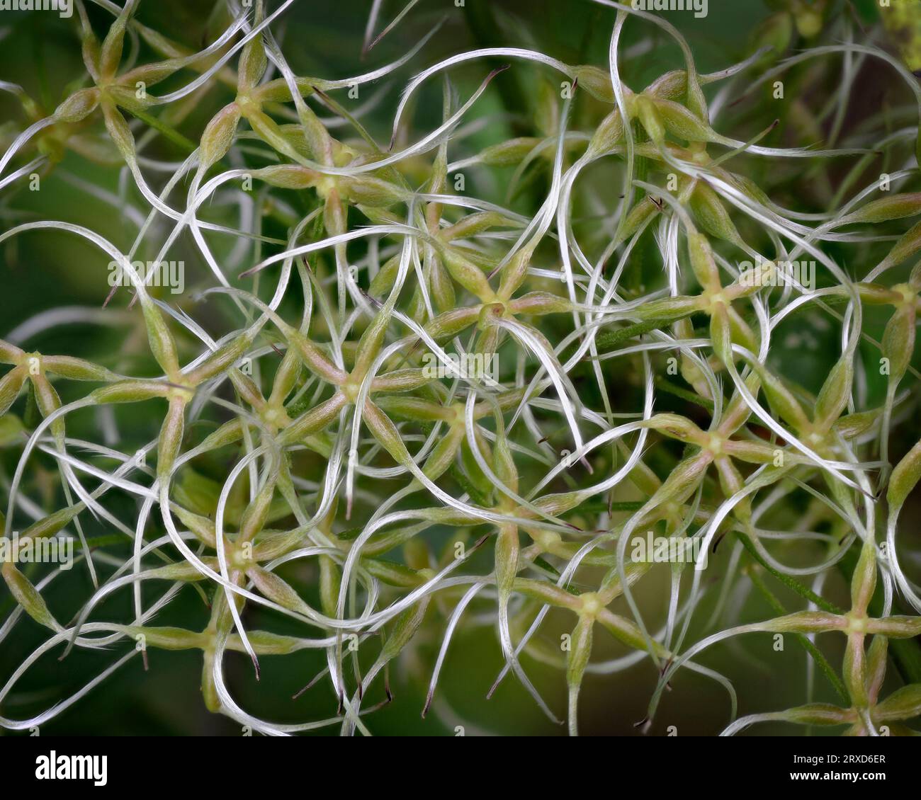 Wild Clematis, Clematis terniflora, in abstract. A Japanese invasive vine. Native to Norway