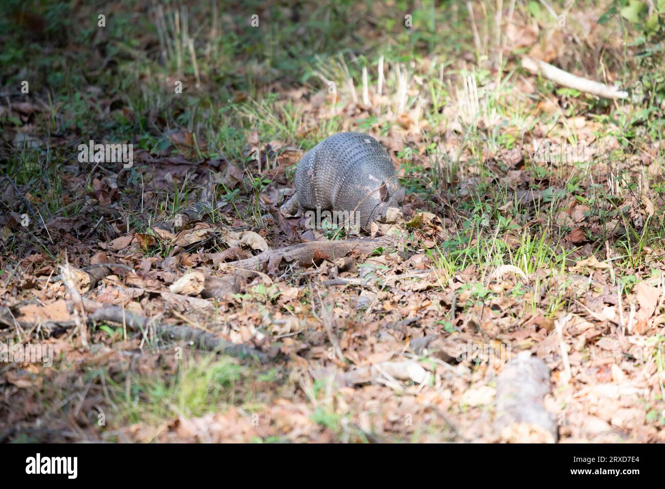 Nine-banded armadillo (Dasypus novemcinctus) with a damaged shell foraging in leaf litter Stock Photo