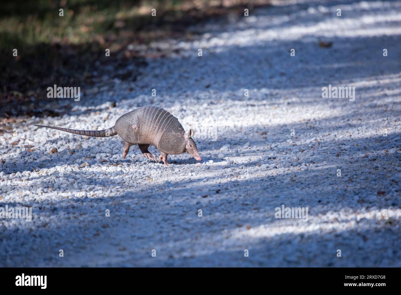Nine-banded armadillo (Dasypus novemcinctus) landing as it hops across a gravel road with all four feet visible Stock Photo