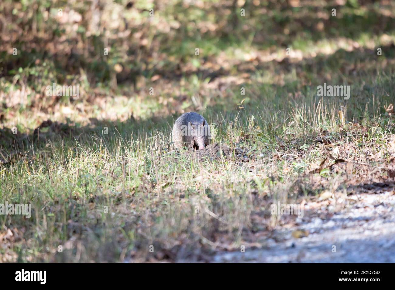 Nine-banded armadillo (Dasypus novemcinctus) slurping up ants from an ant hill Stock Photo