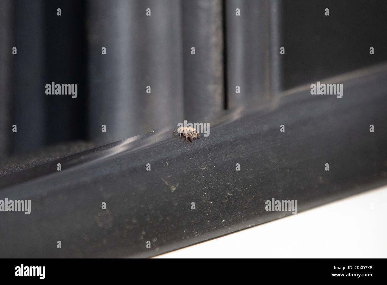 Female red-faced jumping spider. (Habronattus coecatus) on a car window Stock Photo