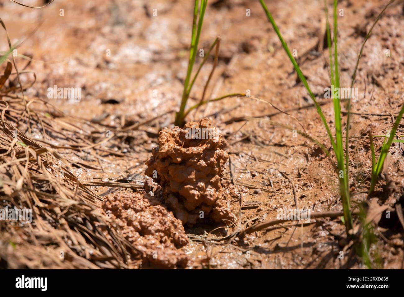 Tips of a digger crawfish's (Creaserinus fodiens) pincers barely visible in  its chimney Stock Photo - Alamy