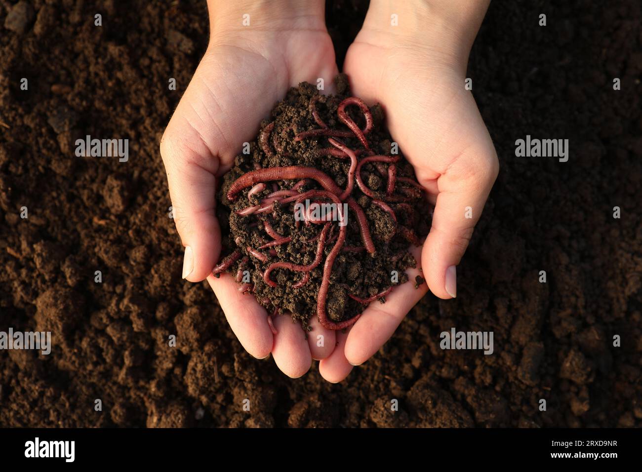 Woman holding soil with earthworms above ground, top view Stock Photo
