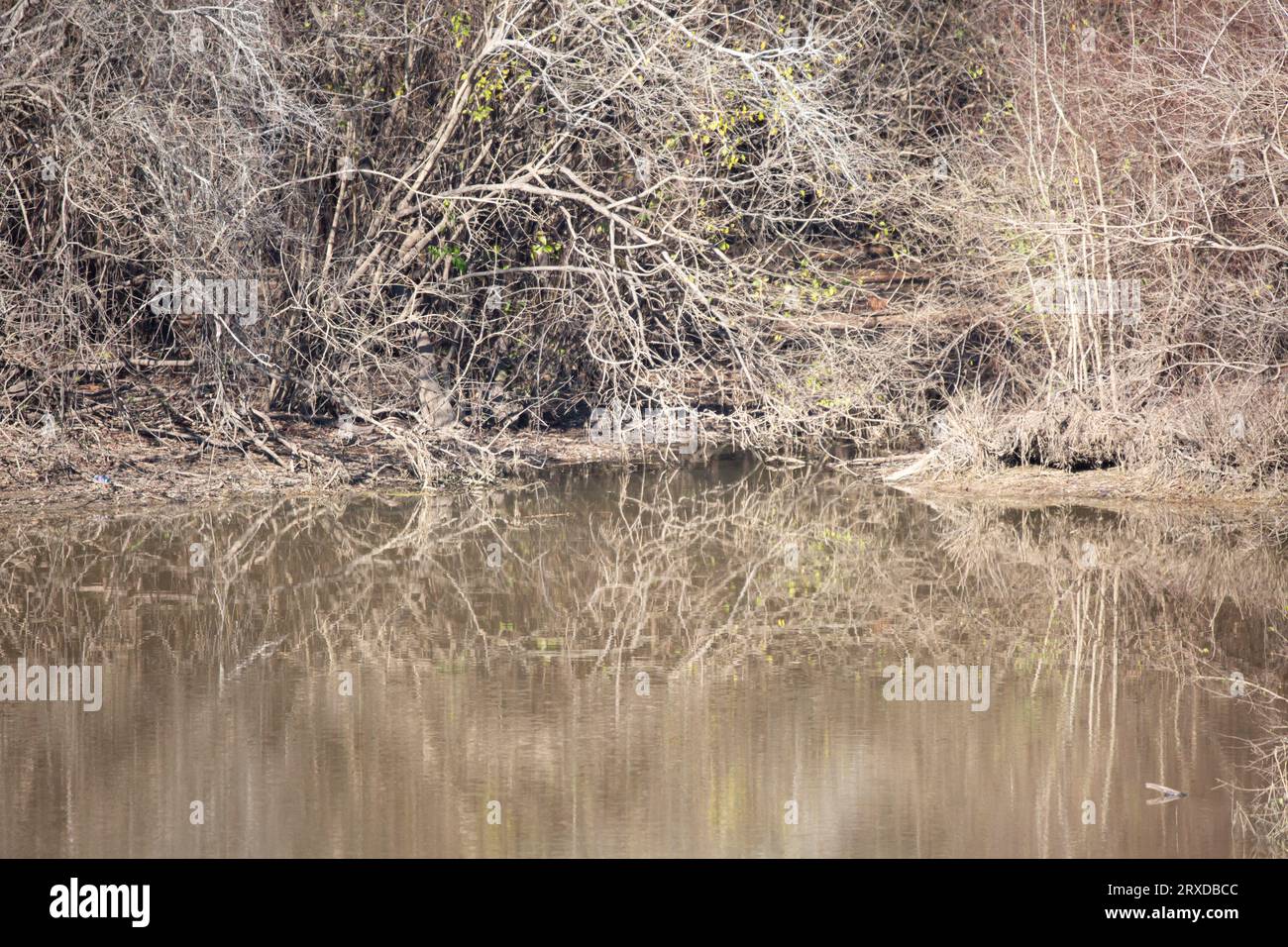 Bramble lining the shore of a muddy body of water Stock Photo - Alamy