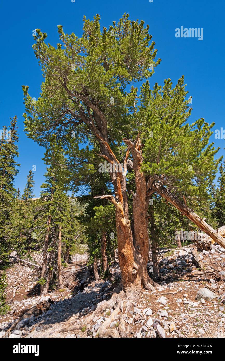 Bristlecone Pine Surviving on a High Mountain Slope in Great Basin National Park in Nevada Stock Photo