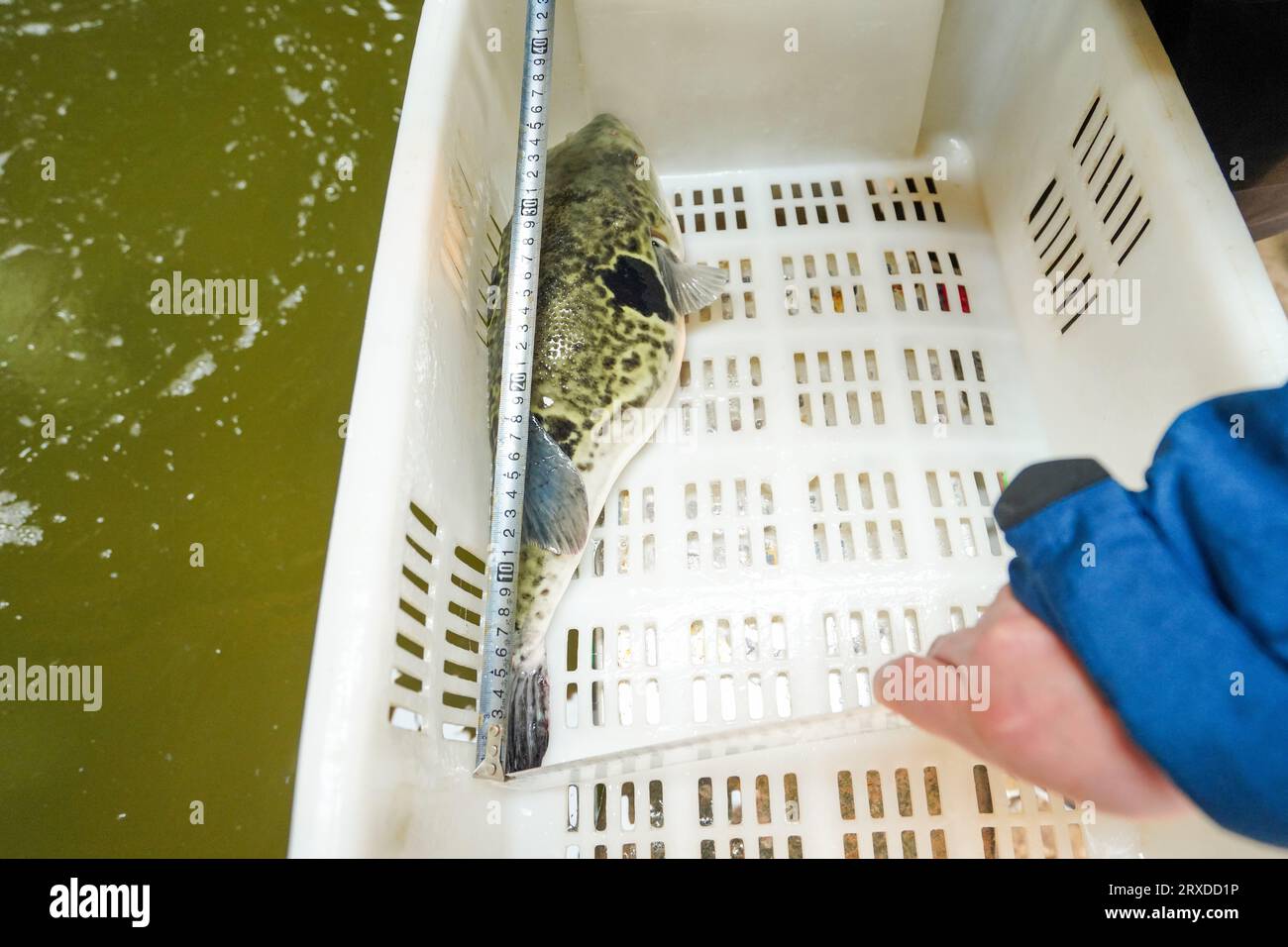 Technicians are measuring the body length of pufferfish in a breeding
