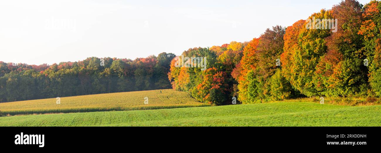 Colorful Wisconsin forest next to farmland in September, panorama Stock Photo