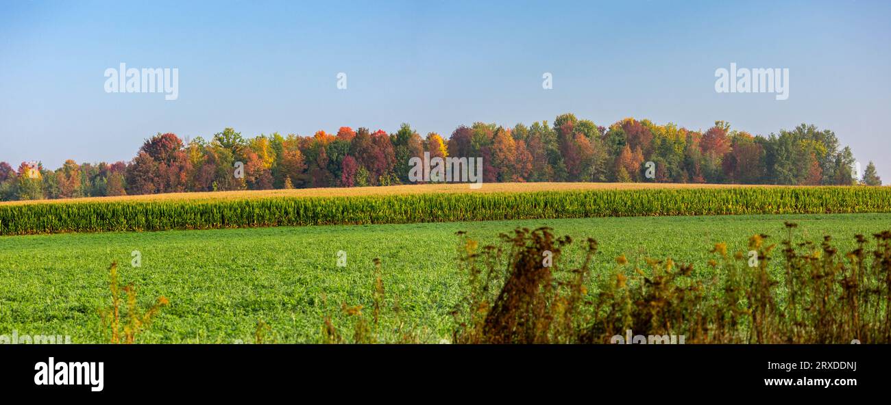 Colorful Wisconsin forest next to farmland in September, panorama Stock Photo