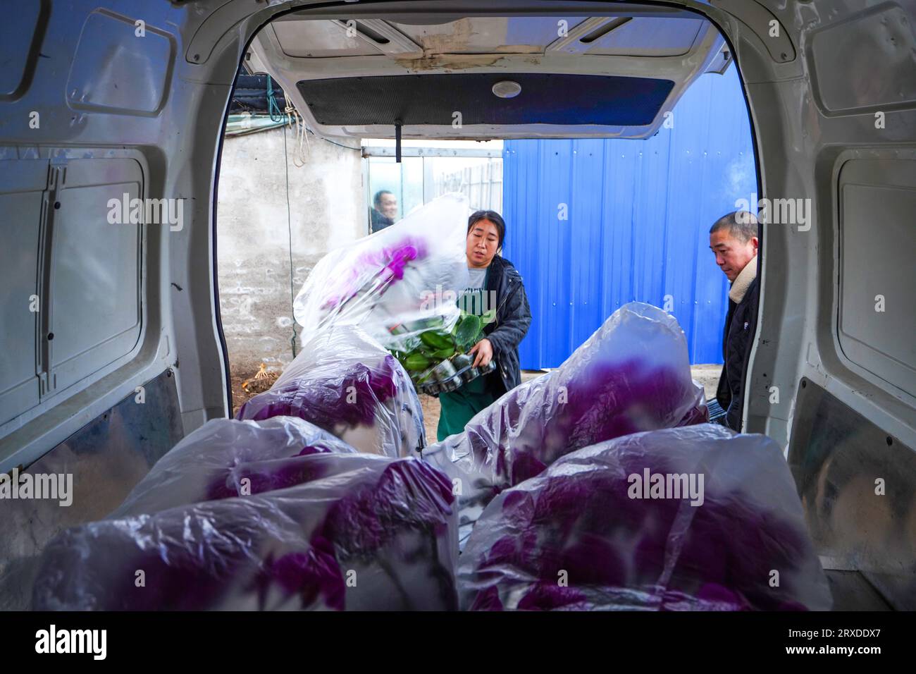 Luannan County, China - January 13, 2023: Flower farmers are transporting and loading Phalaenopsis orchids for export sales, Luannan County, Hebei Pro Stock Photo