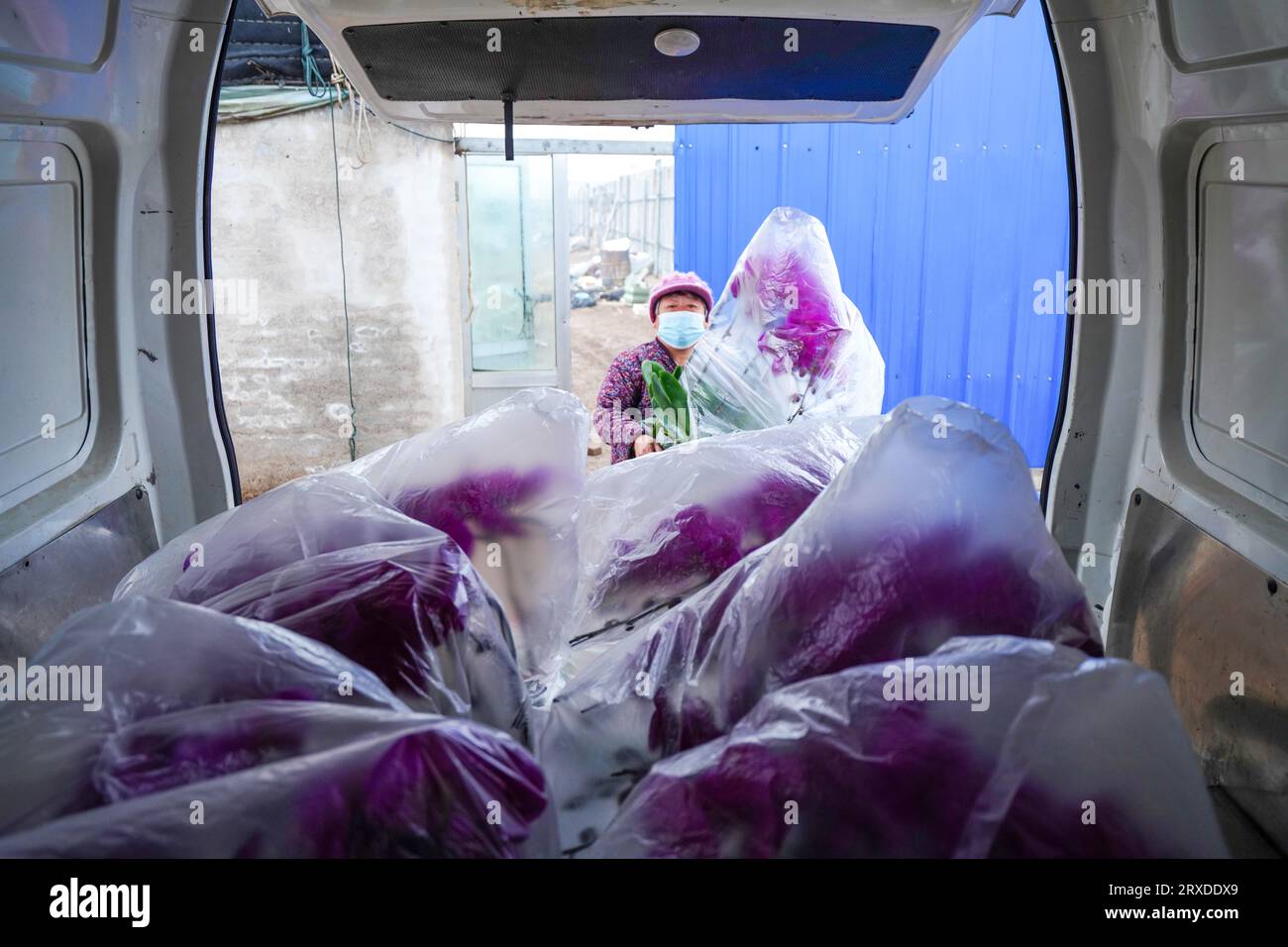 Luannan County, China - January 13, 2023: Flower farmers are transporting and loading Phalaenopsis orchids for export sales, Luannan County, Hebei Pro Stock Photo