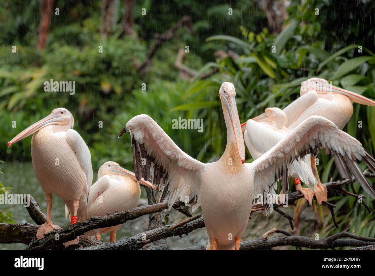 The family of Great white pelicans sitting on the tree on a rainy day with one pelican spreading his wings Stock Photo