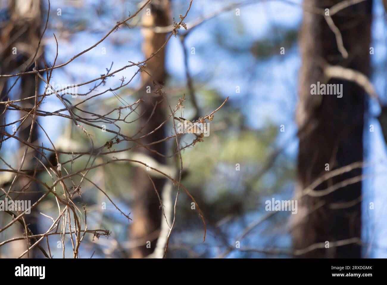 Ruby-crowned kinglet (Regulus calendula) about to take flight from a ...