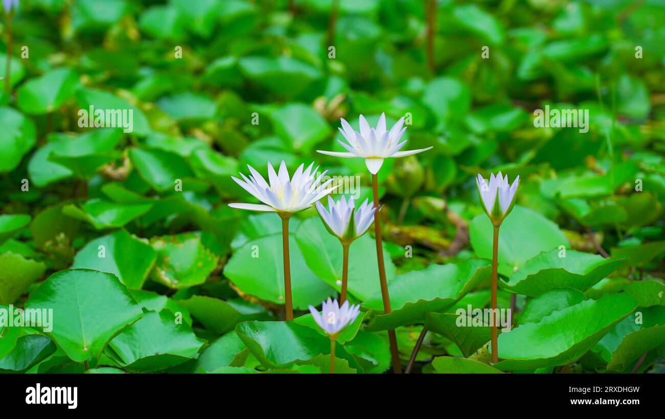 White lotus flower in pond(Nelumbo nucifera) Stock Photo