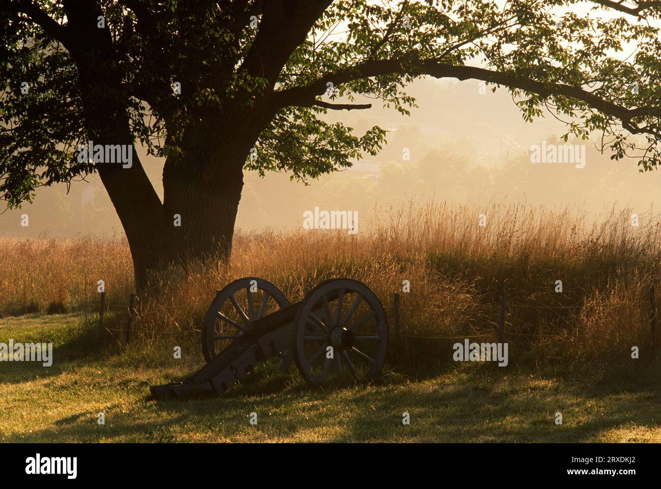 Oak and cannon, Valley Forge National Historic Park, Pennsylvania Stock Photo