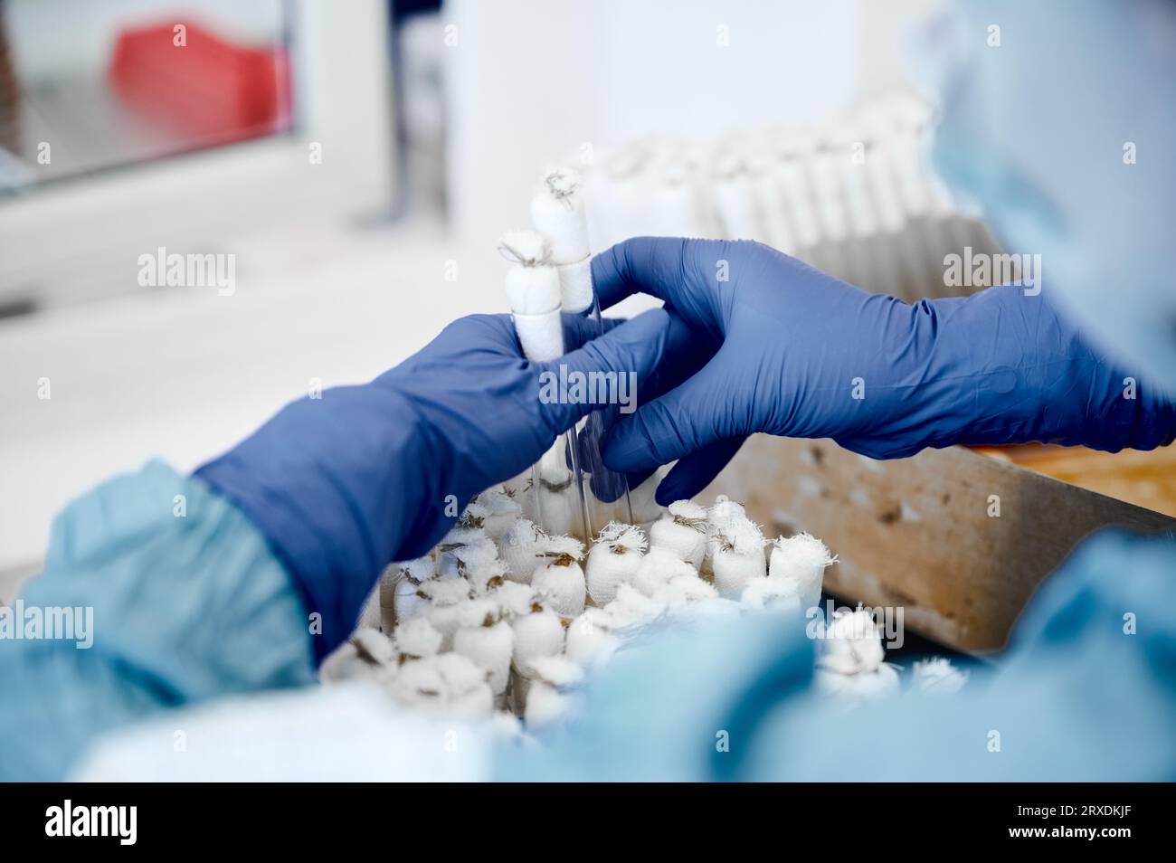 Scientist works with test tubes containing bacterial culture Stock Photo