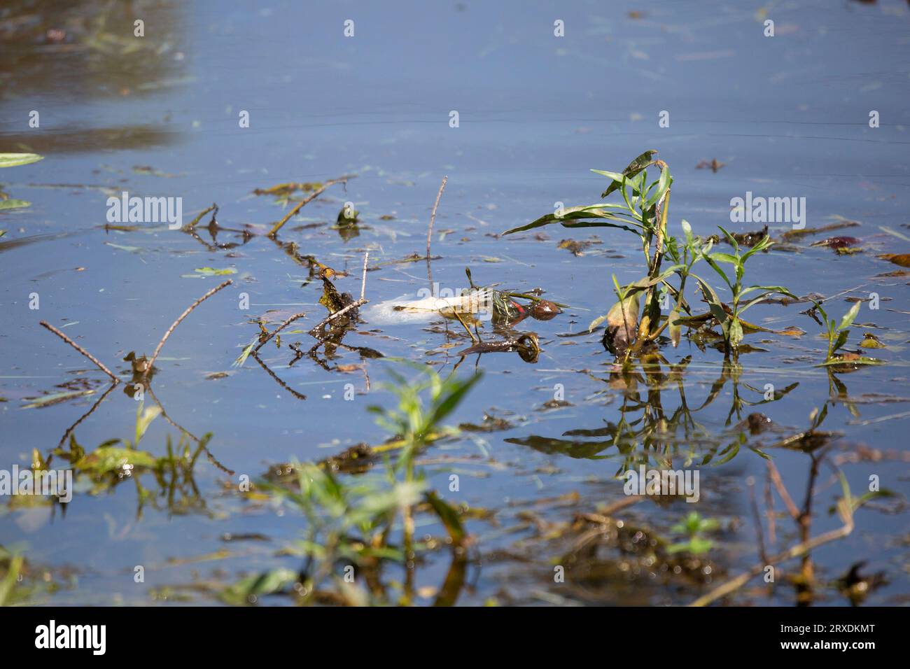 Red-eared slider (Trachemys scripta elegans) eating a dead, white fish Stock Photo