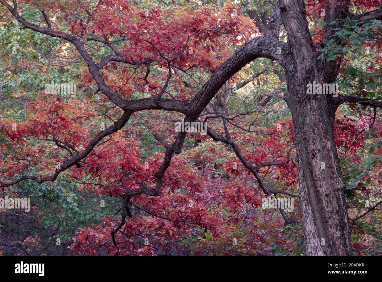 Oak forest along PA Highway 144, Sproul State Forest, Pennsylvania