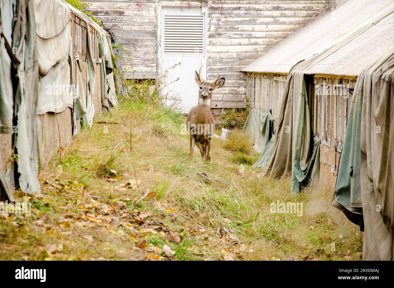 Greenhouse area at St. Elizabeths Mental Hospital in Washington DC