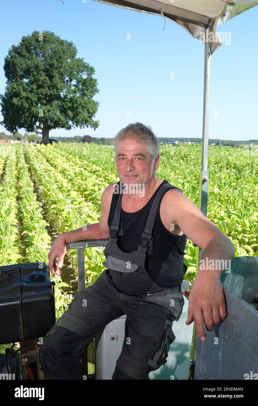 Langenleuba Niederhain, Germany. 08th Sep, 2023. Farmer Jens Vogel on a harvesting machine in a field in Altenburger Land. He is Thuringia's last tobacco farmer. (to dpa "Germany instead of Cuba: How the last tobacco farmers are faring") Credit: Sebastian Willnow/dpa/Alamy Live News Stock Photo