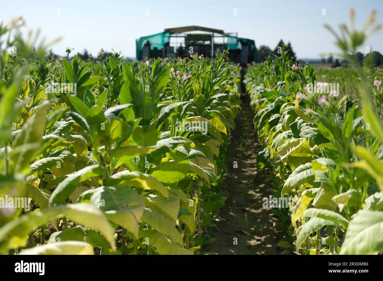 Langenleuba Niederhain, Germany. 08th Sep, 2023. A tobacco field in the Altenburger Land with a harvesting machine at work. The land is farmed by Jens Vogel, Thuringia's last tobacco farmer. (to dpa 'Germany instead of Cuba: How the last tobacco farmers are faring') Credit: Sebastian Willnow/dpa/Alamy Live News Stock Photo