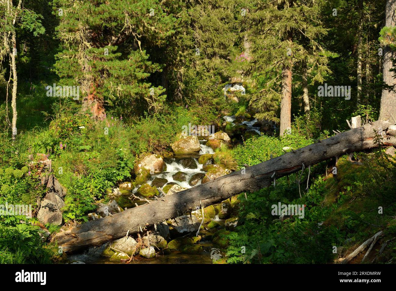 A view from above on the bed of a stormy stream with stones and fallen trees in the shade of the setting sun flowing through the coniferous forest on Stock Photo