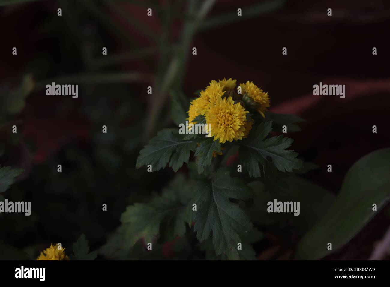 Tiny Chrysanthemum Stock Photo