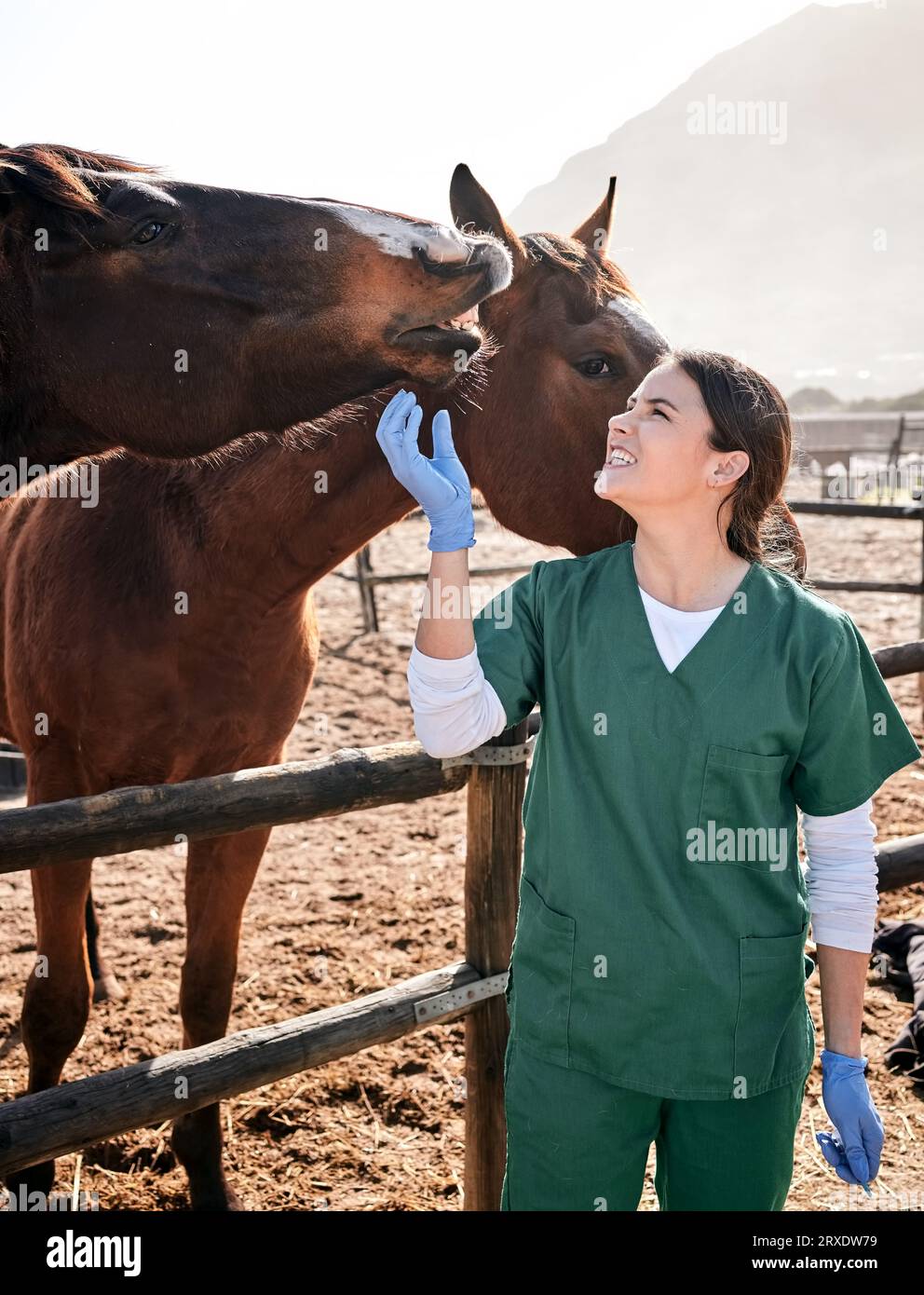 Vet, ranch and doctor with care for horse for medical examination, research and health check. Healthcare, animal care and happy woman nurse on farm Stock Photo