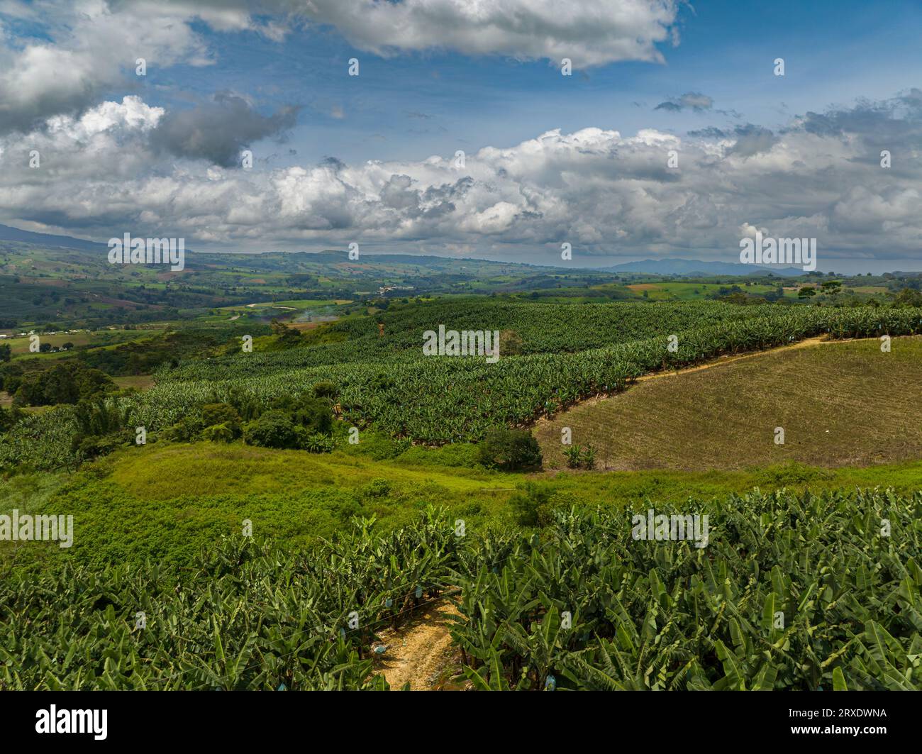 Farmland with banana plantation in Mindanao, Philippines. View from
