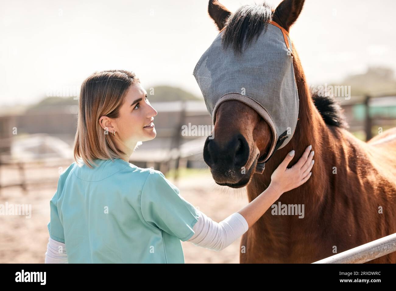 Vet, doctor and woman with horse on ranch for medical examination, research and health check. Healthcare, animal care and happy person on farm for Stock Photo