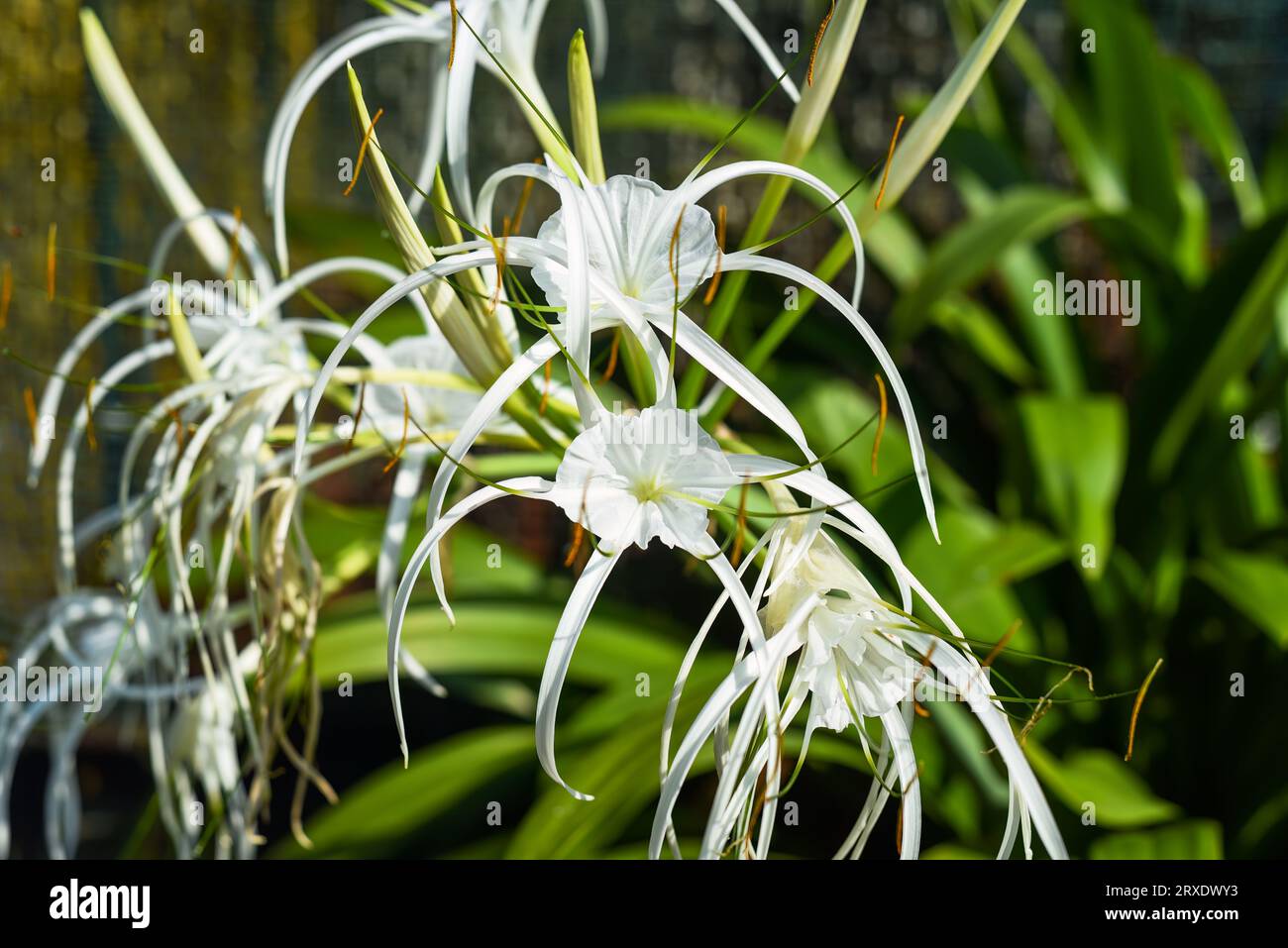 Hymenocallis littoralis or the beach spider lily growing in Malaysia Stock Photo
