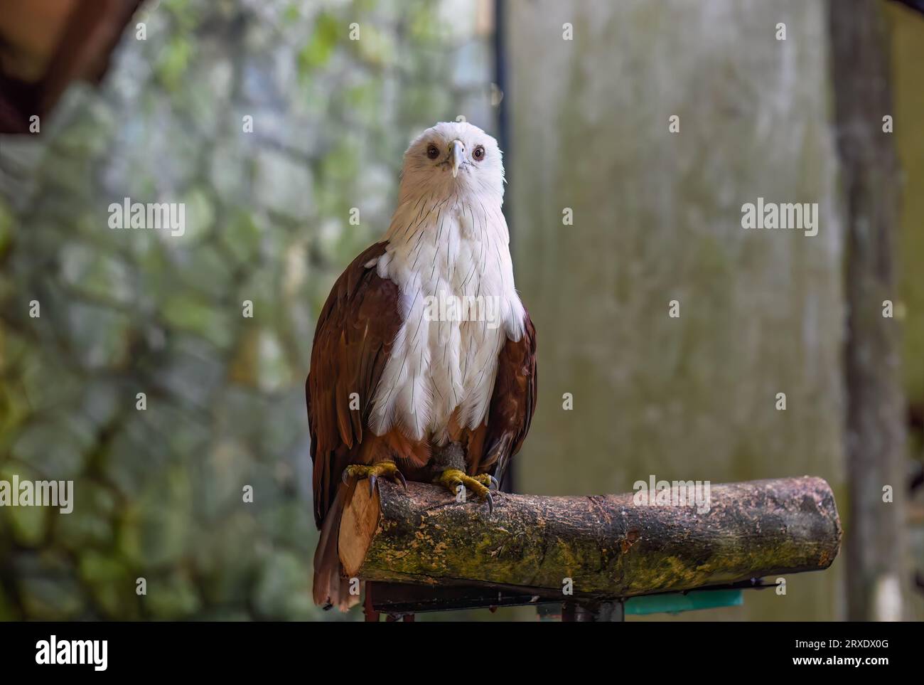 Brahminy kite (Haliastur indus), also known as the red-backed sea-eagle in Malaysia Stock Photo