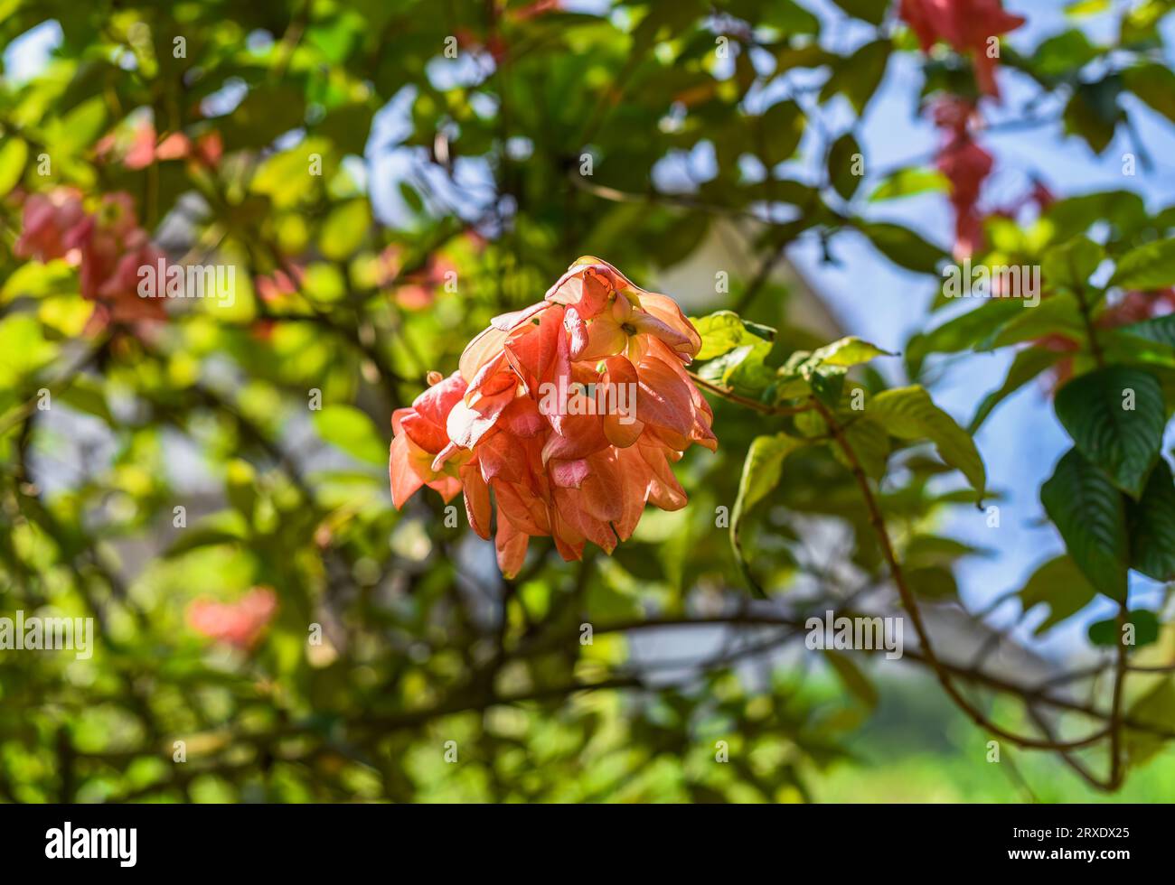 Mussaenda philippica tree growing in Malaysia Stock Photo