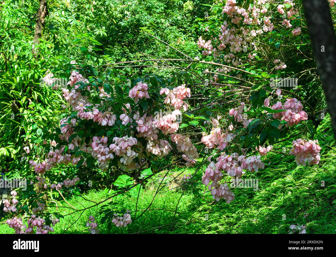 Mussaenda philippica tree growing in Malaysia Stock Photo