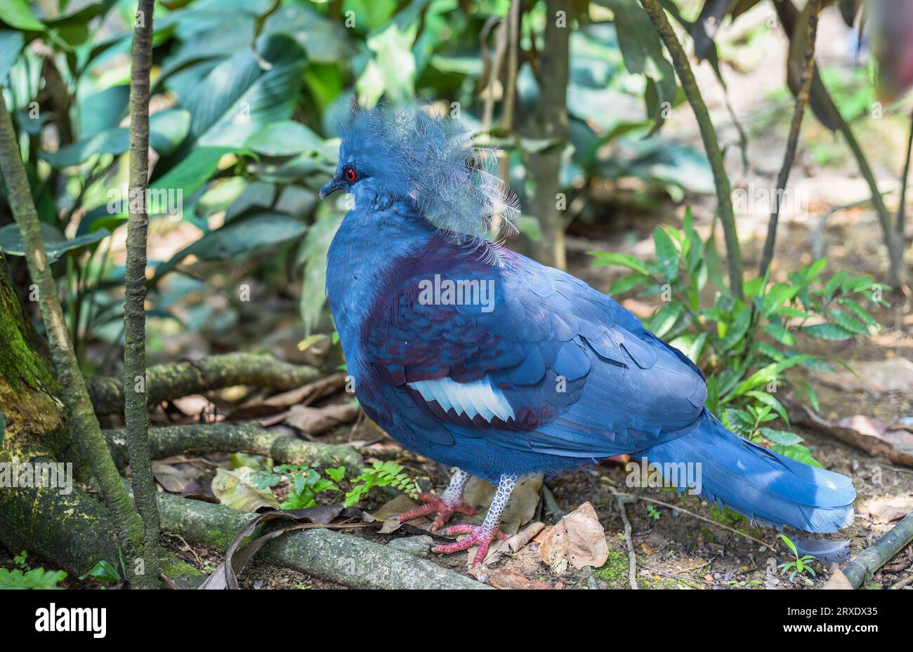 The western crowned pigeon (Goura cristata), also known as the common crowned pigeon or blue crowned pigeon in Kuala Lumpur, Malaysia Stock Photo