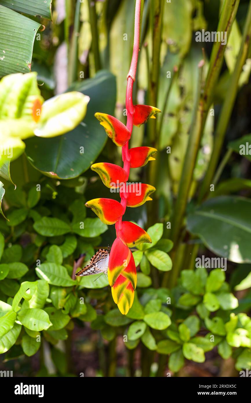 Heliconia rostrata, the hanging lobster claw or false bird of paradise Stock Photo