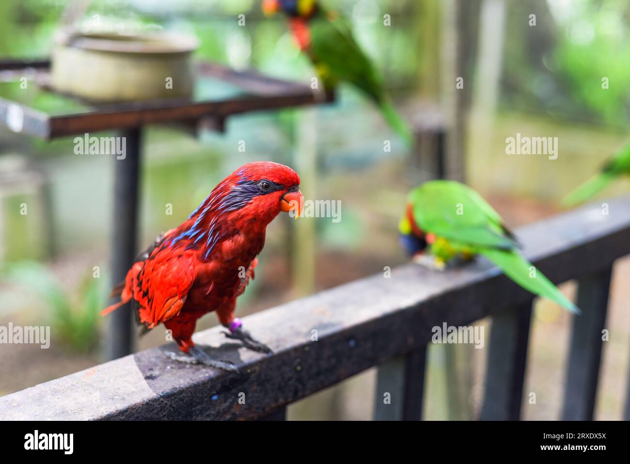Blue-streaked lory (Eos reticulata) also known as blue-necked lory in Malaysia Stock Photo