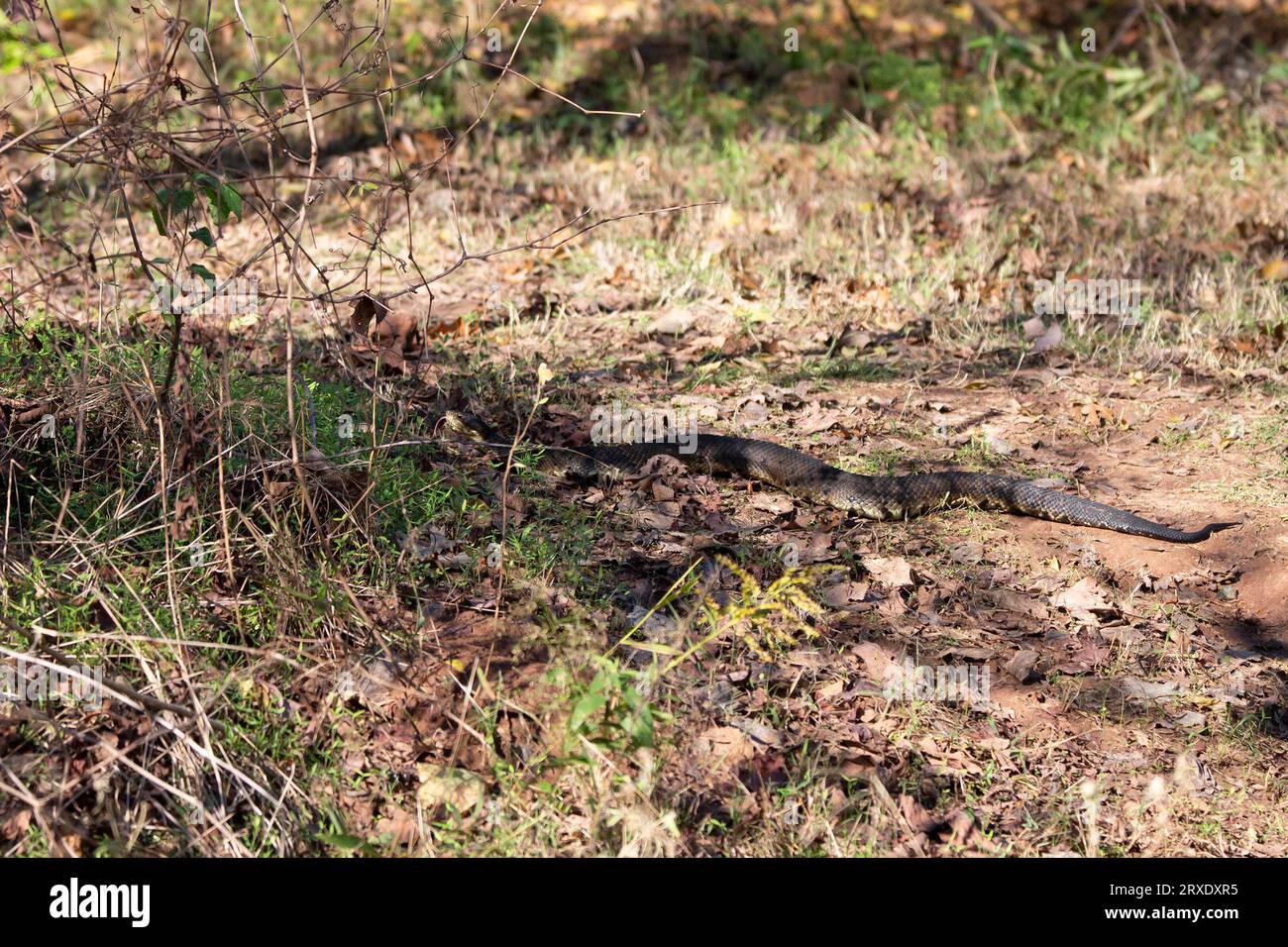 Agkistrodon piscivorus predators hires stock photography and images