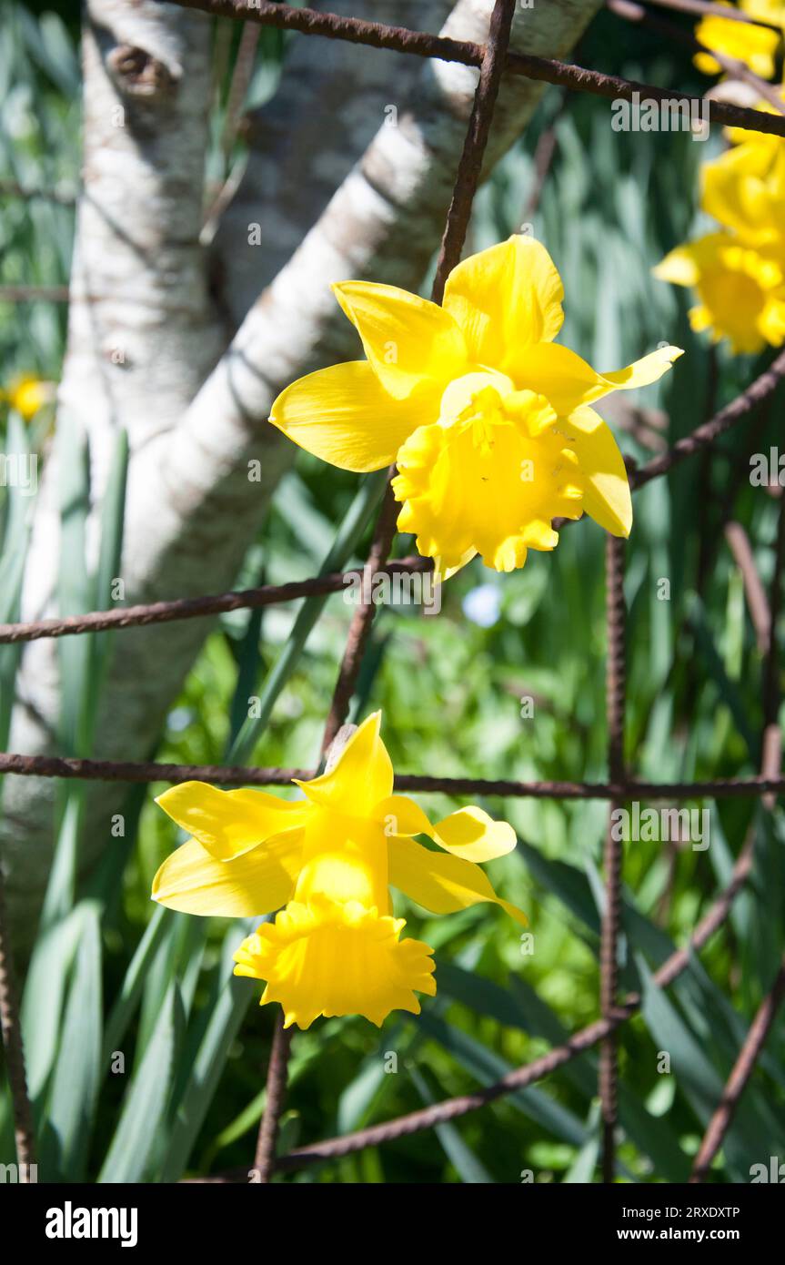 Daffodils in bloom at the Garden of St Erth, in the Central Victorian