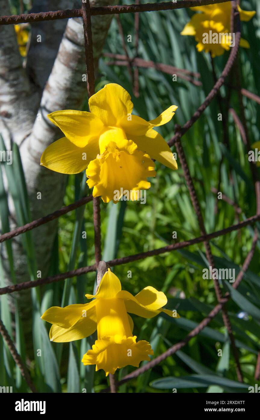 Daffodils in bloom at the Garden of St Erth, in the Central Victorian